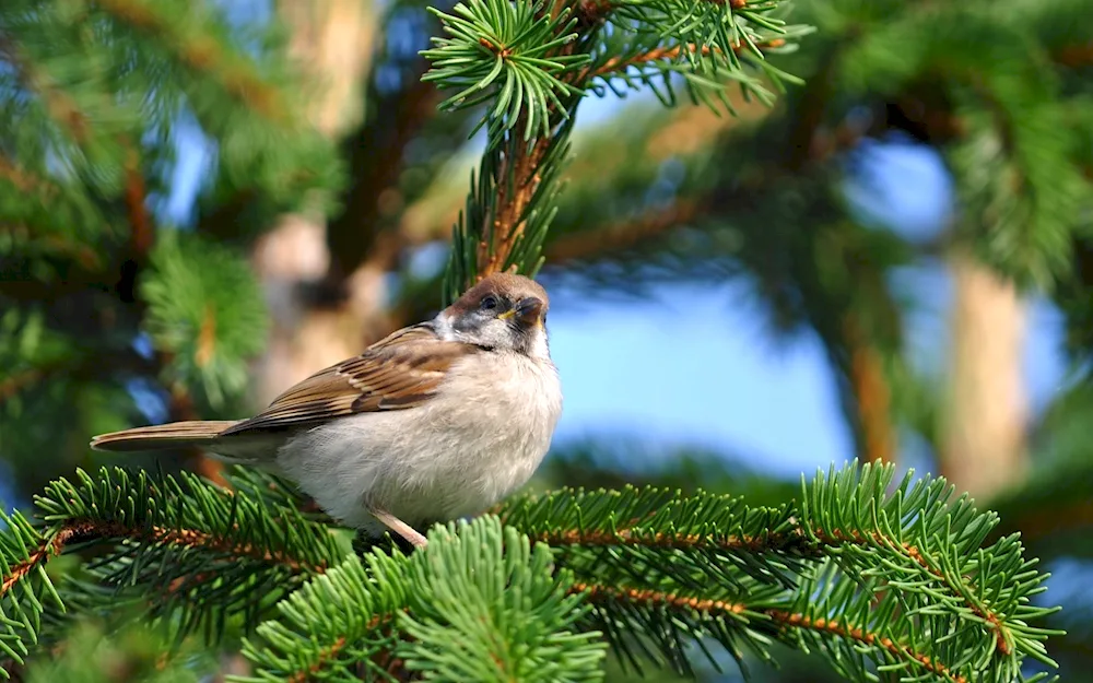 Snow sparrow in the woods