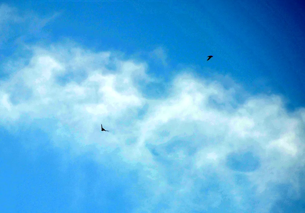 Swallows in the sky