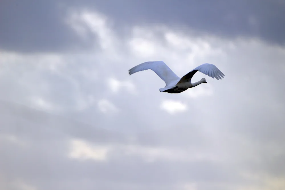 Swan takes off