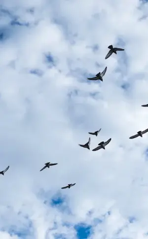 Birds in the sky