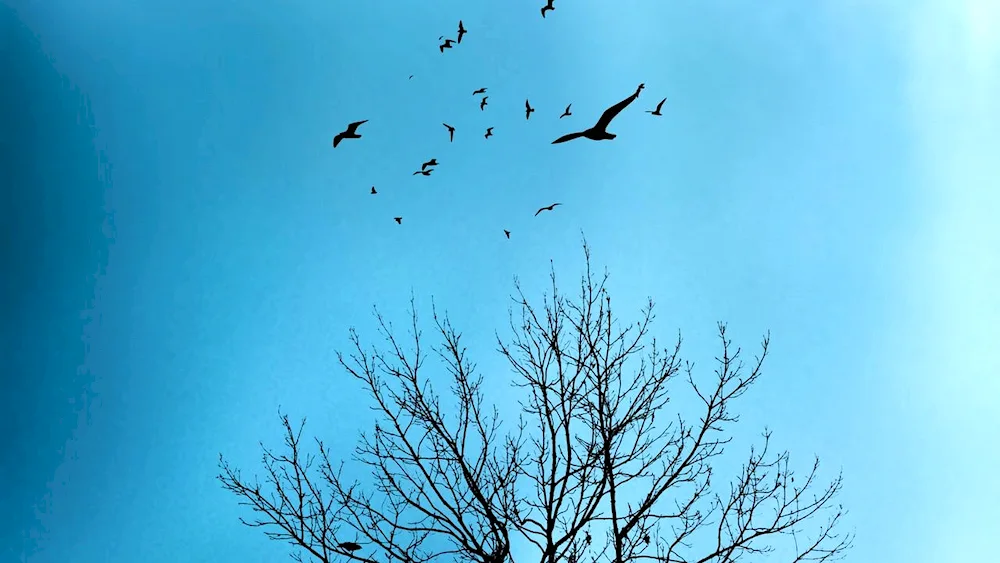 Birds in the sky