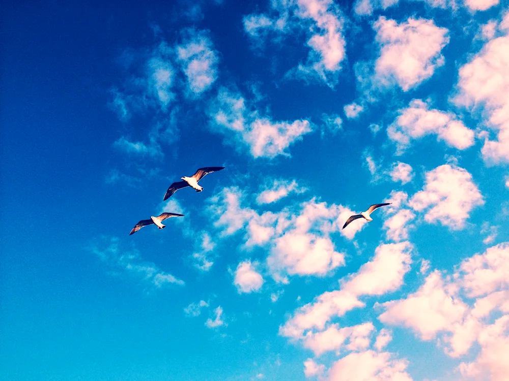 Birds in the sky