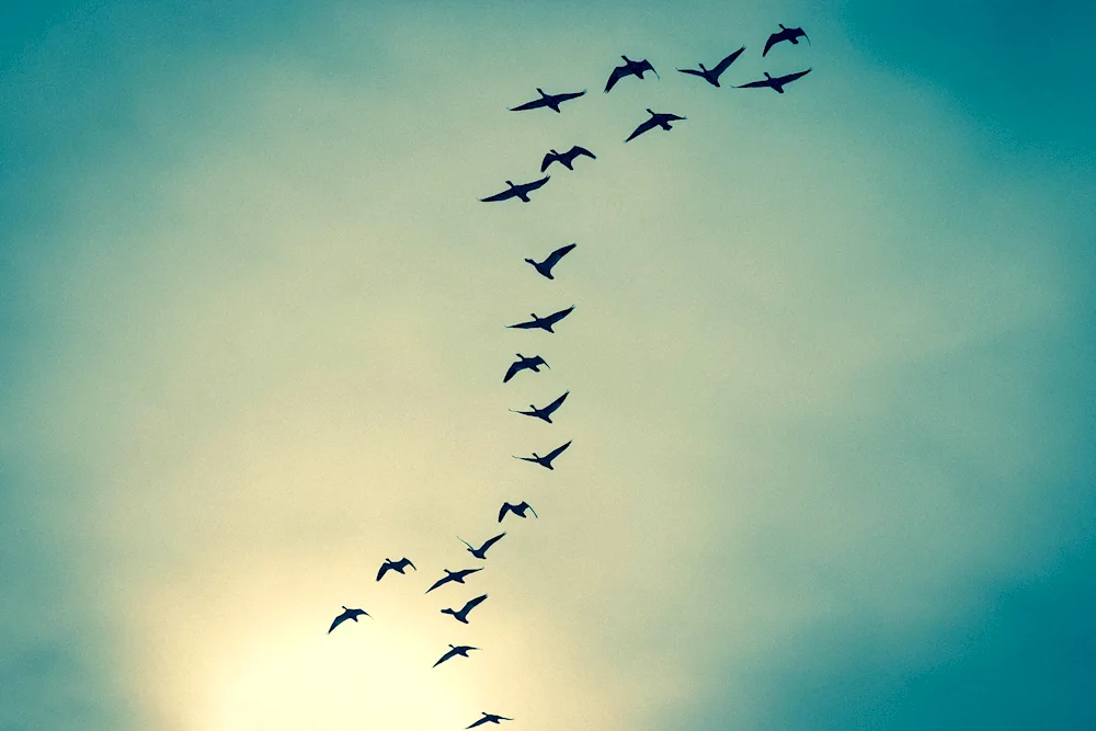 Birds in the sky.