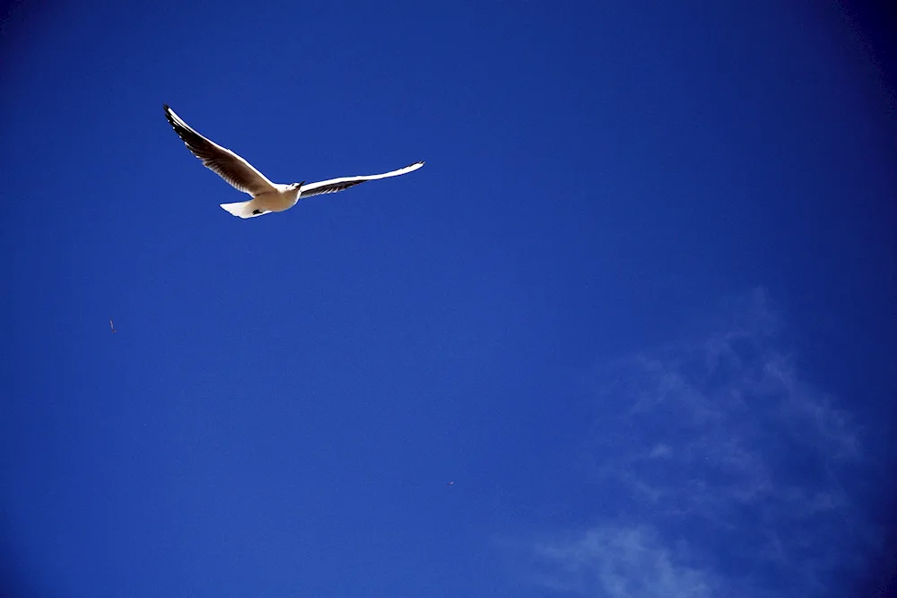 Gull in the sky