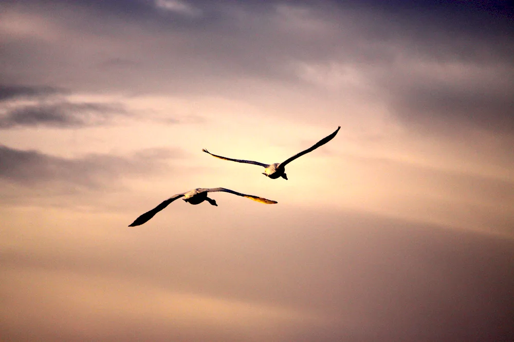 Birds in the sky Minimalism