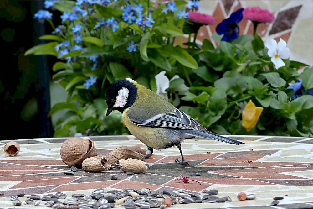 Birds in the city