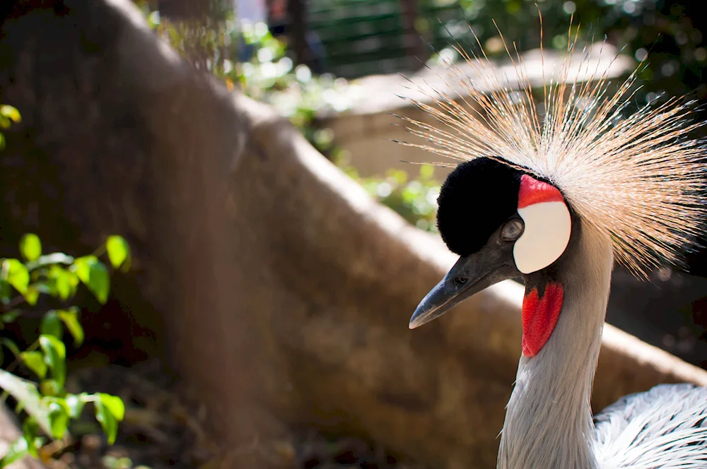 Ara parrot in the zoo