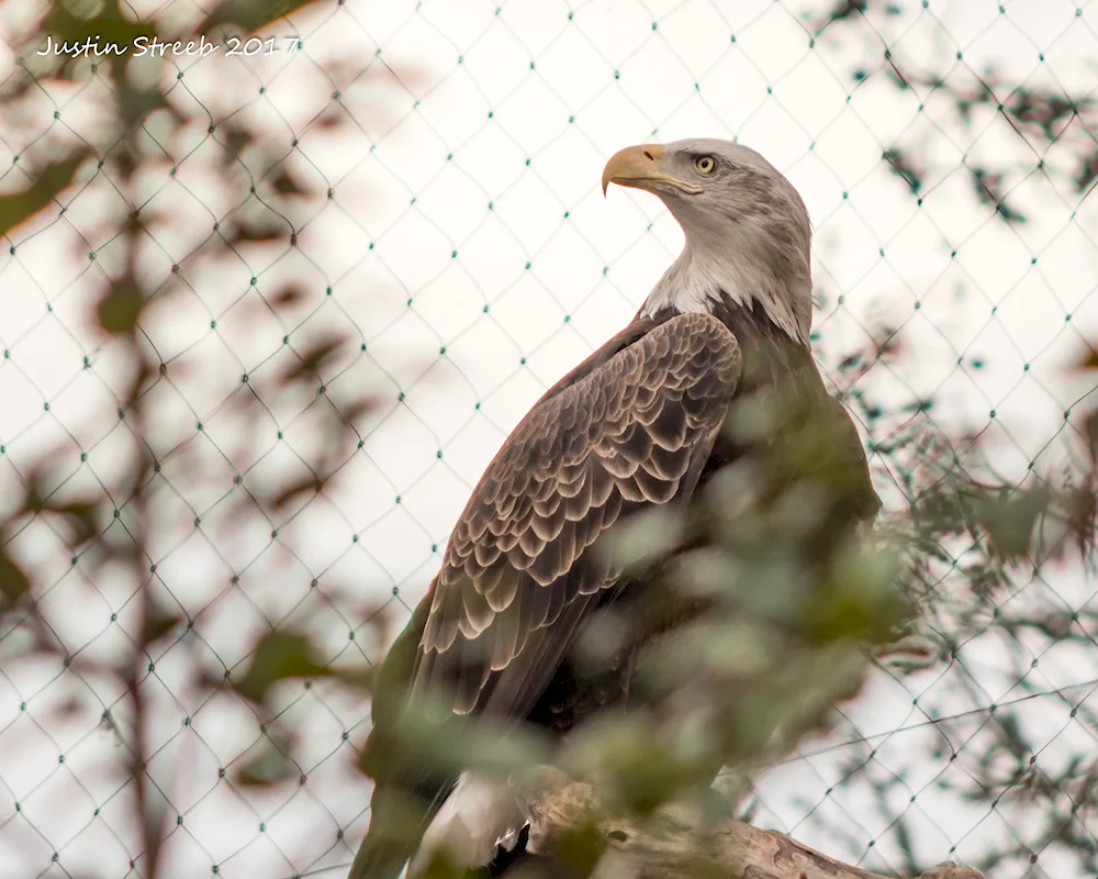 Birds in the zoo