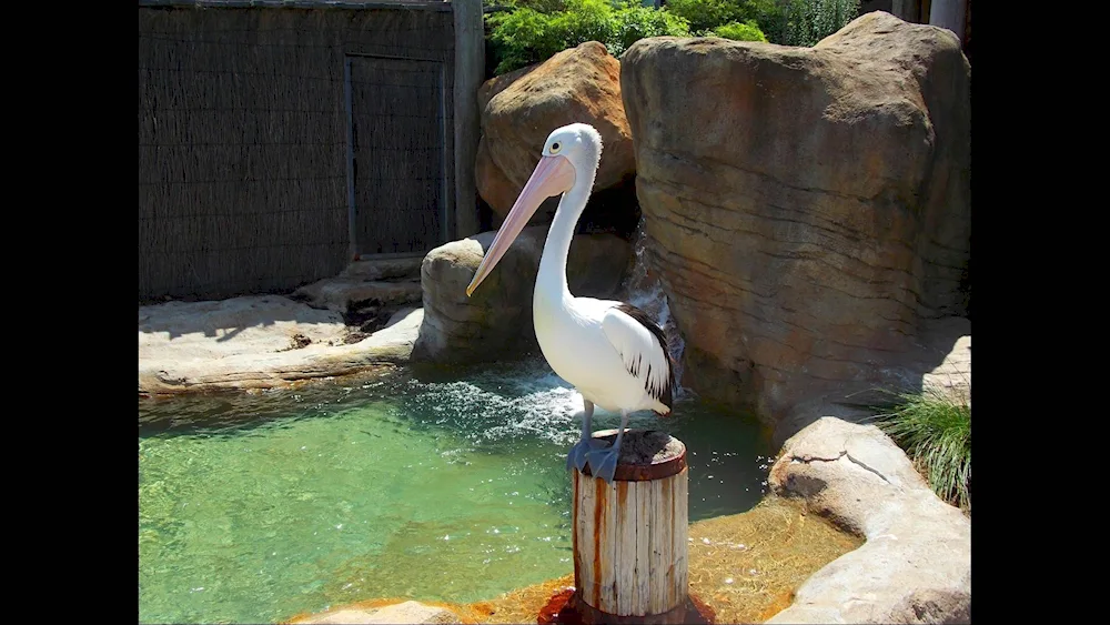 Moscow Zoo Toucan