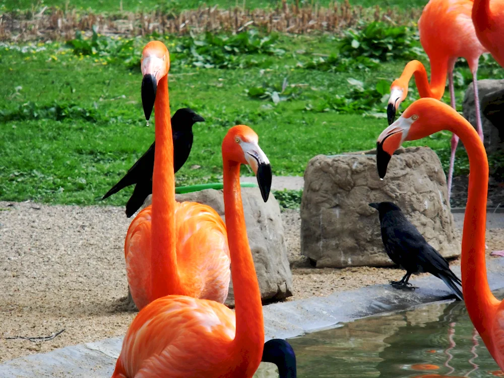 White-headed CIP In Moscow Zoo