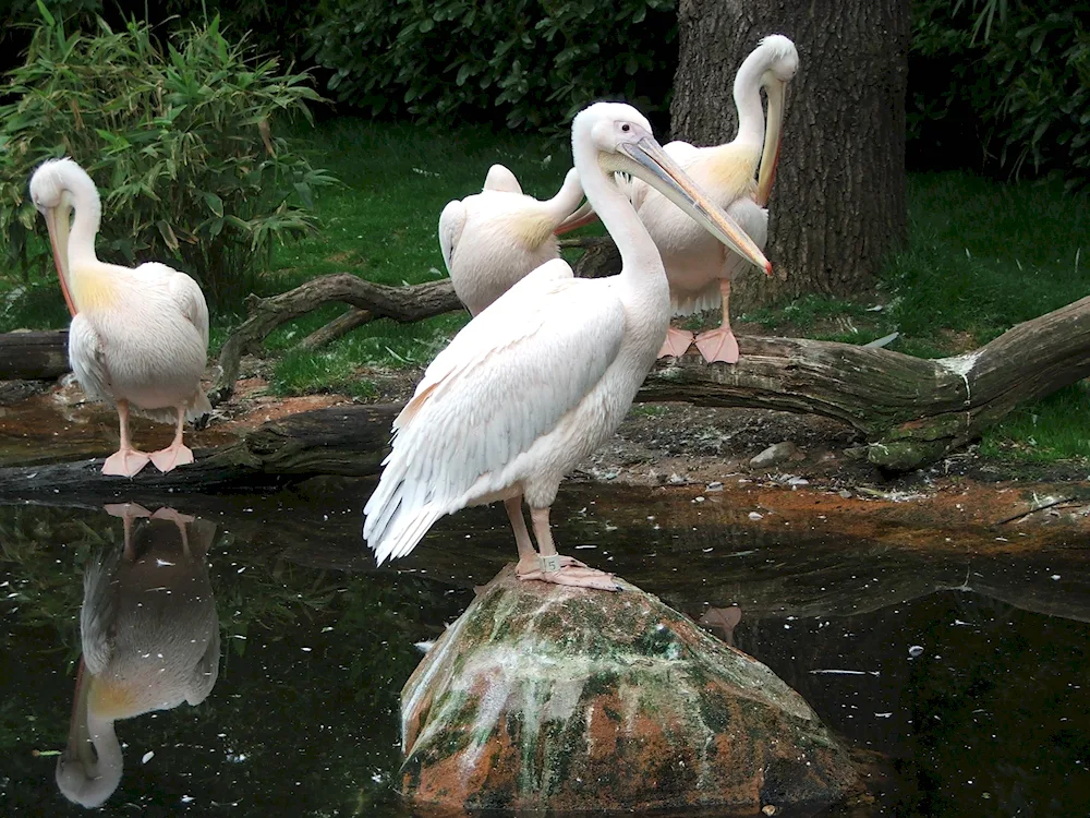 Rostov Zoo Ara parrots