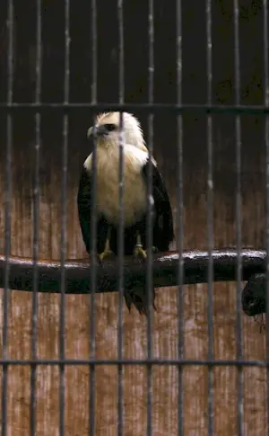 Birds in the zoo photo