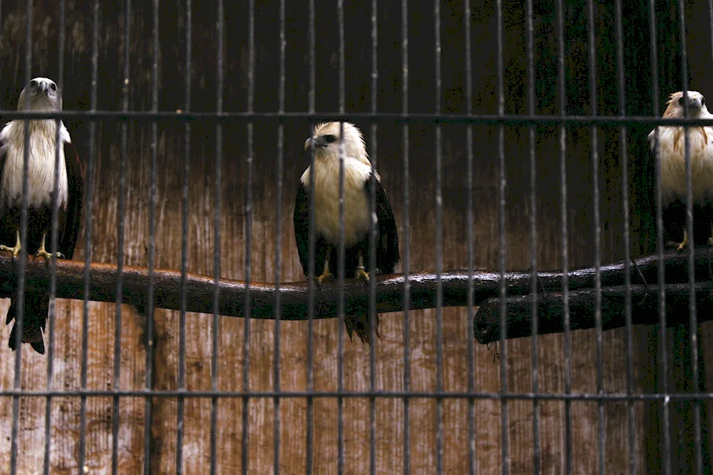 Birds in the zoo photo