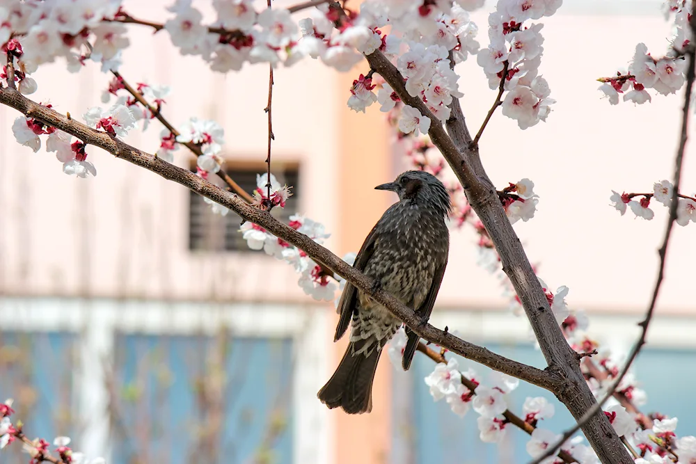 Birds in the spring