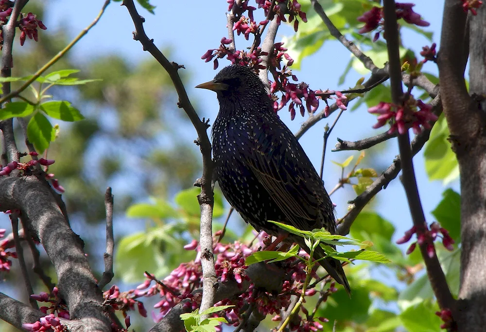 Crimean thrushWhistle Thrush