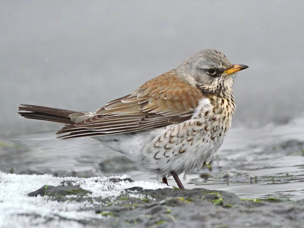 Birds of Eastern Siberia