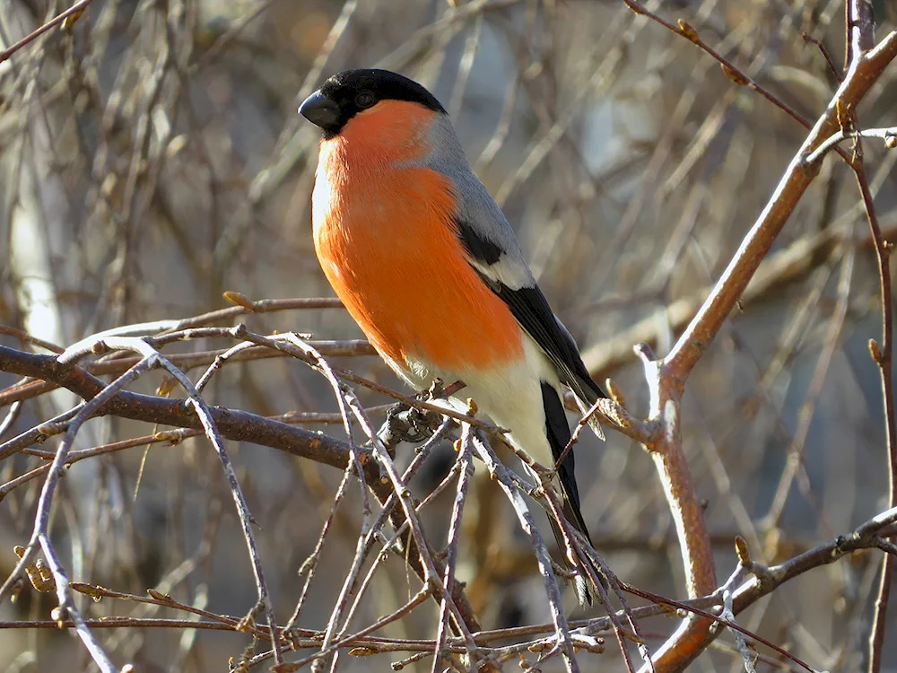 Birds of Western Siberia whistler