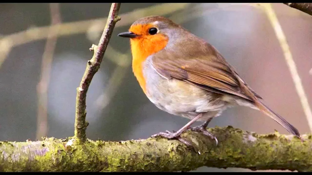 Birds Zaryanka Chaffinch Thrush