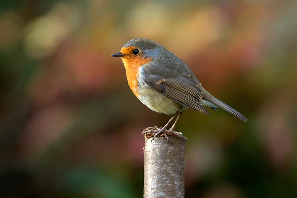 Birds The Chaffinch Thrush