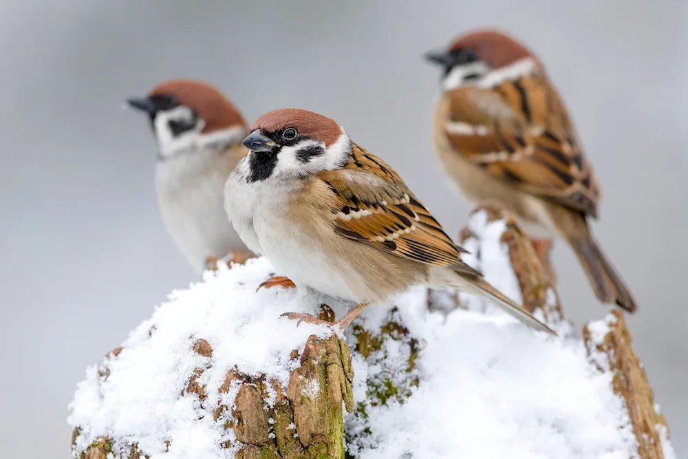 Walking Sparrow