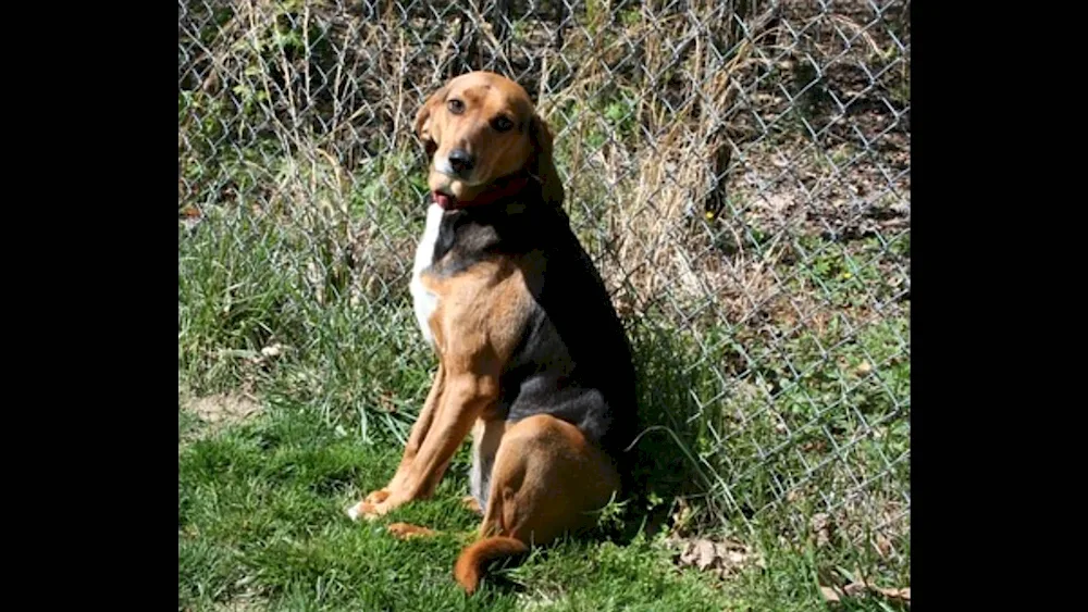 American Foxhound