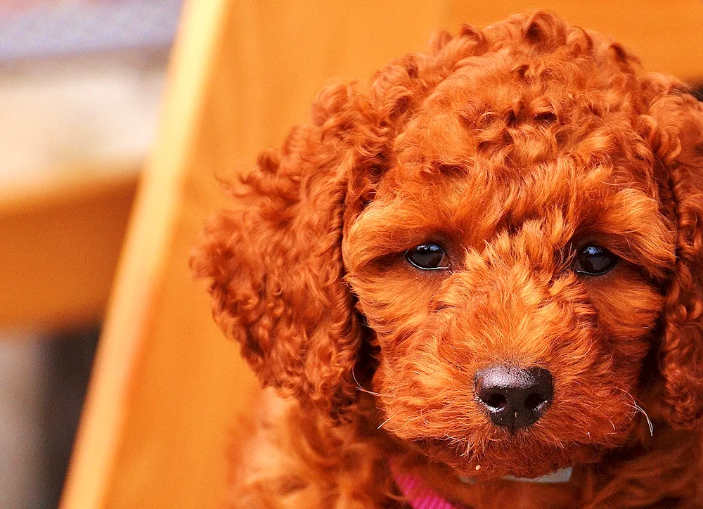 Poodle dwarf apricot poodle