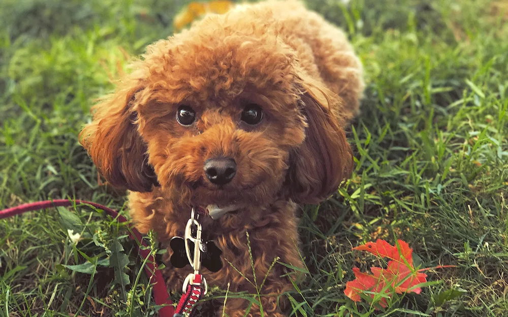 Mini poodle maltipoo ginger