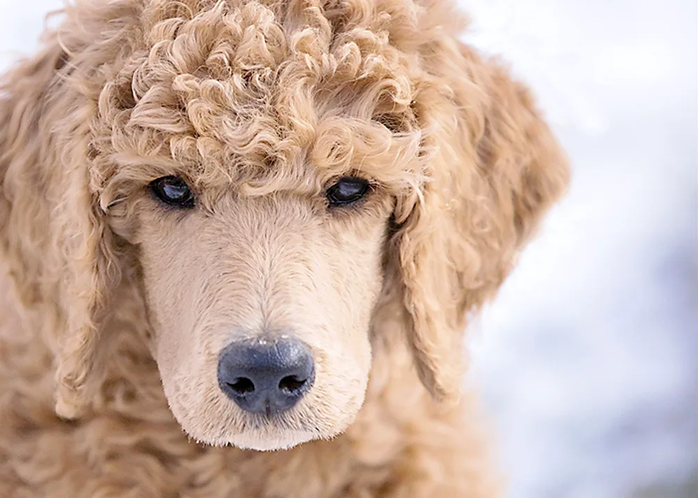 Dwarf golden poodle