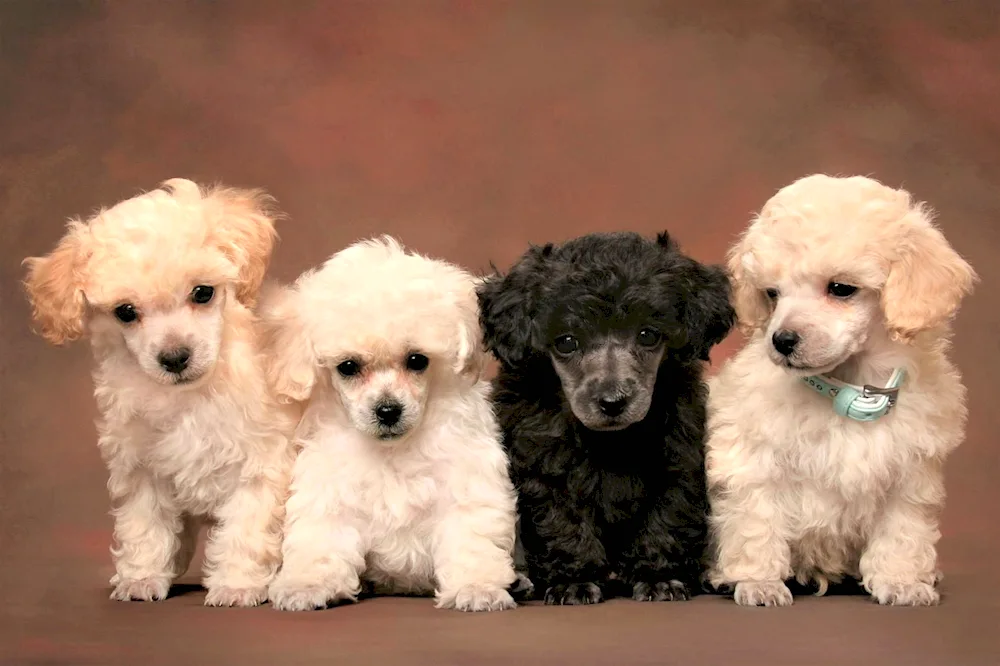 Albino Poodle