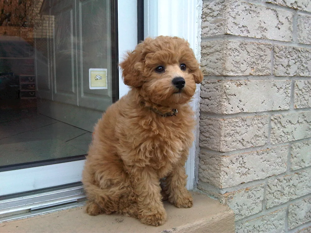 Cavapoo poodle