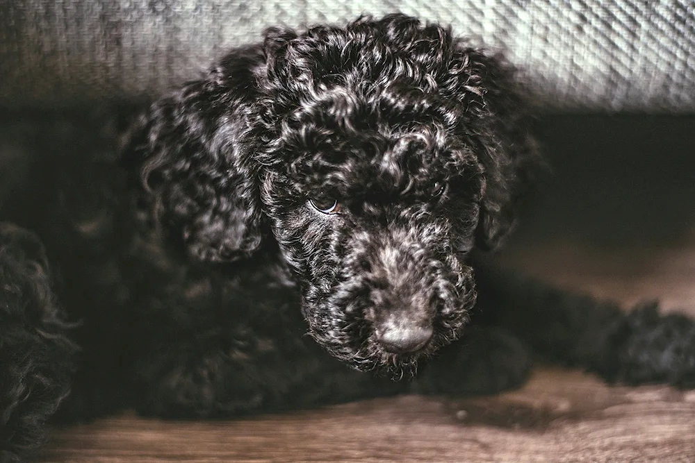 Cockapoo poodle black