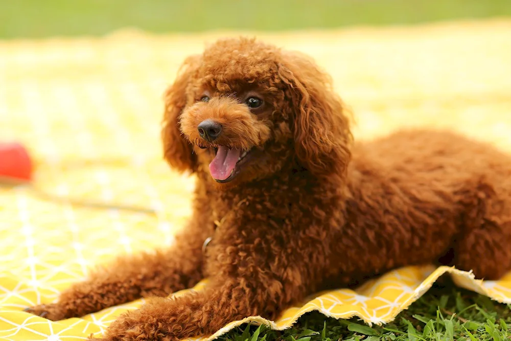 Toy poodle