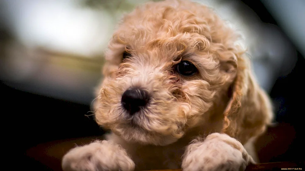 Dwarf poodle maltipoo dog