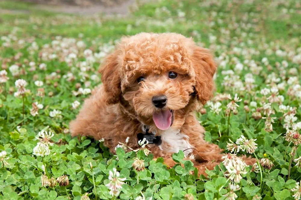 Dwarf poodle dog