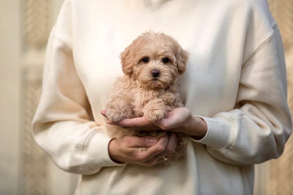 Dwarf Poodle Maltipoo