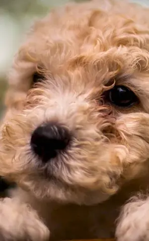 Poodle Maltipoo