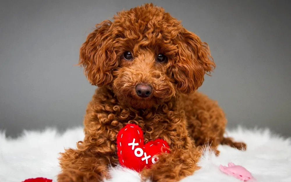 Cockapoo poodle red