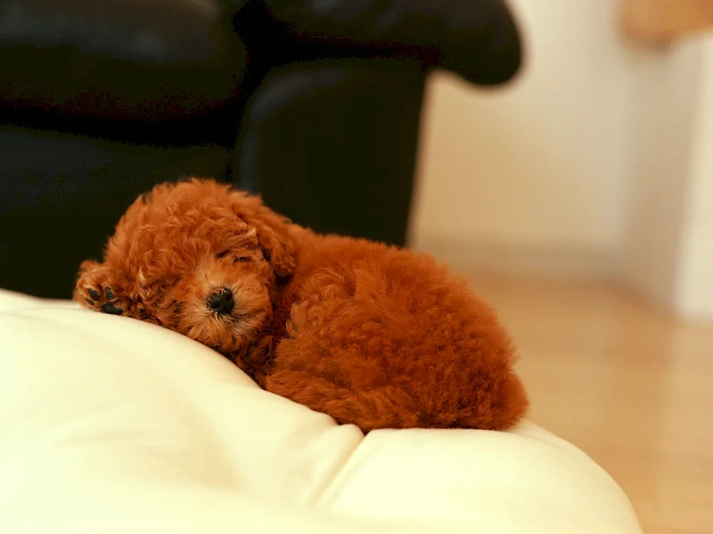 Cocker Spaniel Black