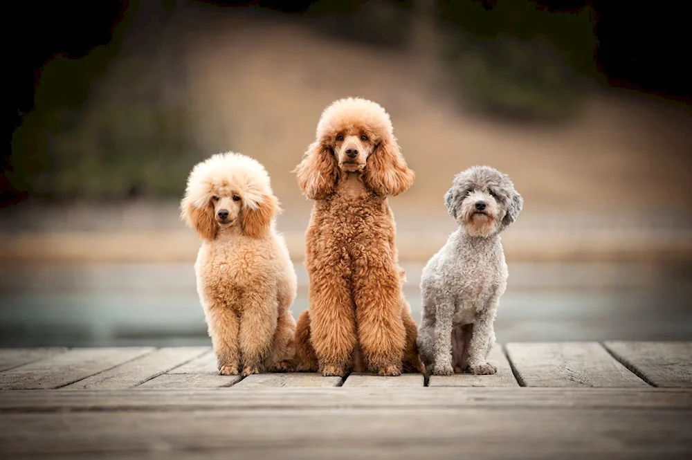 Pomeranian poodle