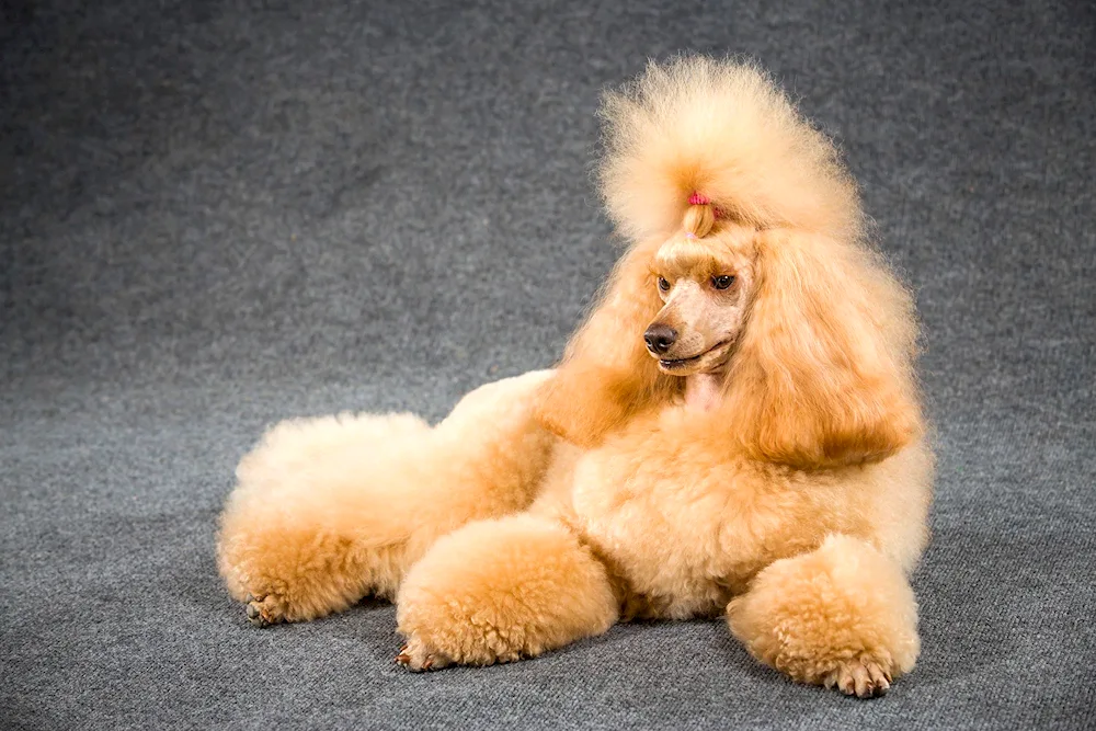 Poodle dog breed