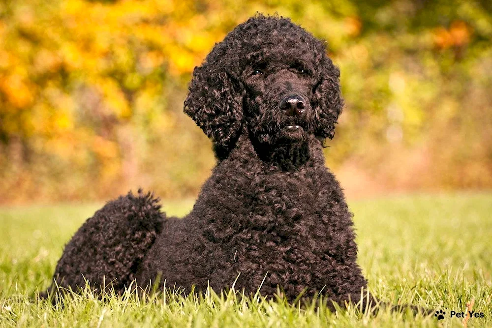 Water spaniel Barbet