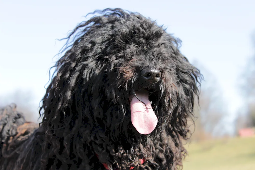 Poodle Dwarf Goldendoodle