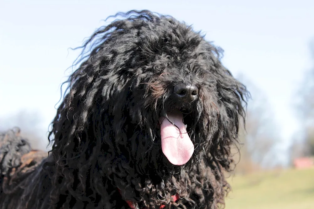 Maltipoo Teddy