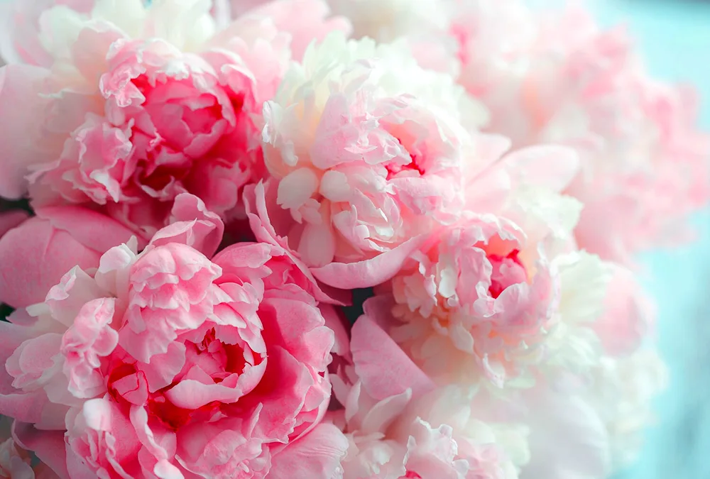 Ladymaestra Peonies.