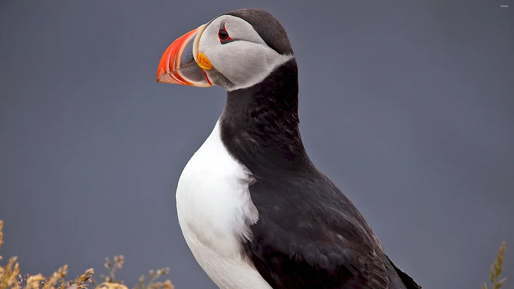 Puffin