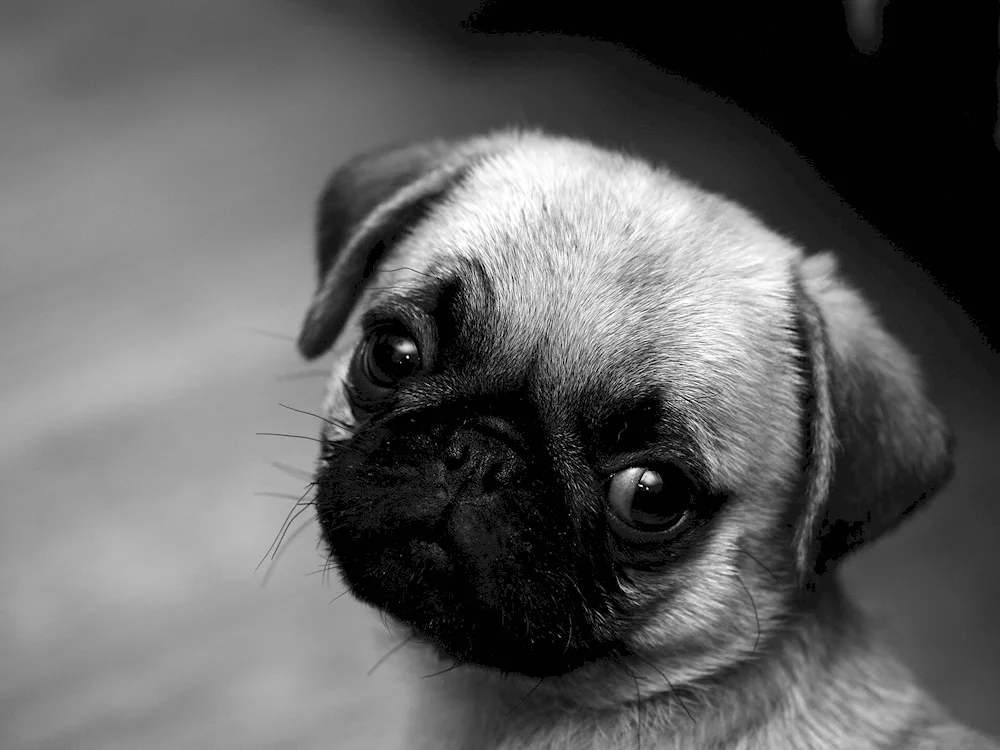 Pug dog breeds Shi Pug