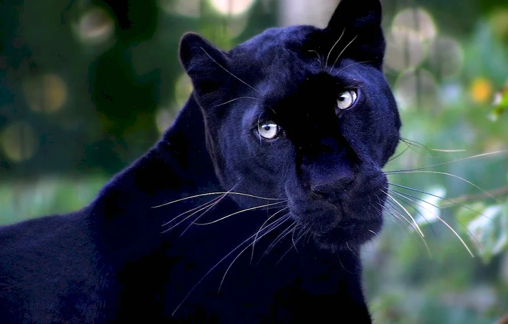 Black panther Jaguar melanist