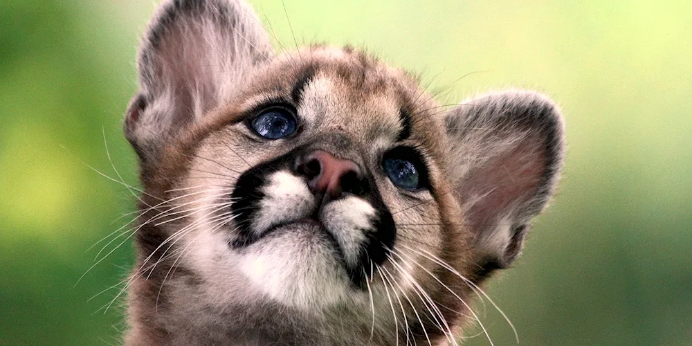 Puma cub