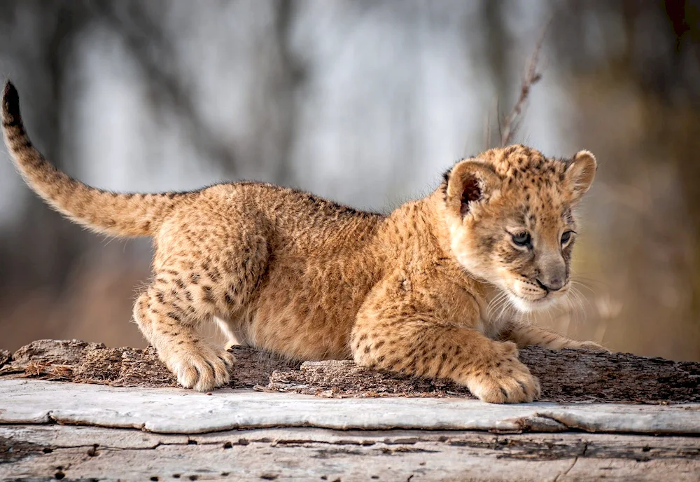 Puma and Cheetah