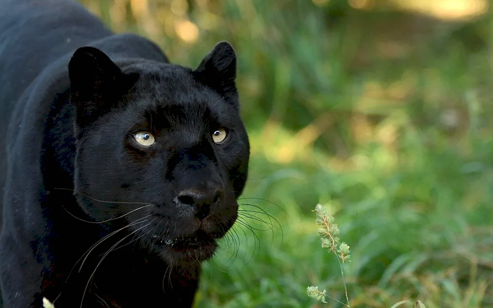 Mountain panther Bergepanther